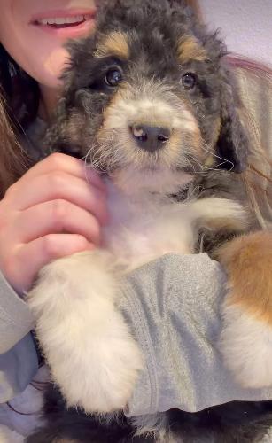 F1 Standard Bernedoodles