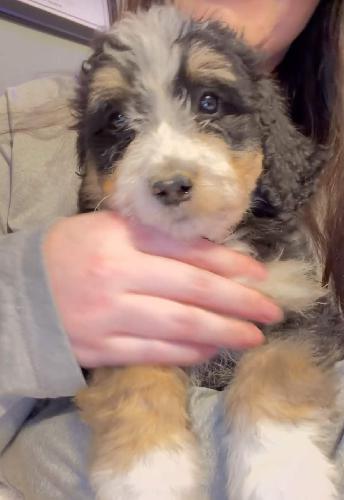 F1 Standard Bernedoodles