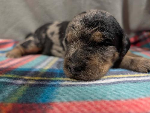 F1 Standard Bernedoodles