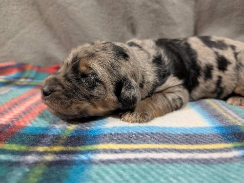 F1 Standard Bernedoodles