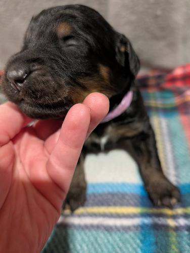 F1 Standard Bernedoodles